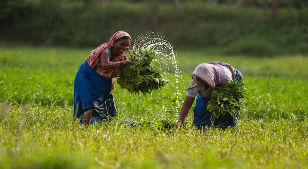 Agricultural innovation, improved storage and digital market systems could help strengthen food security in Bangladesh.