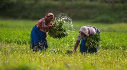 Bangladesh Promotes Innovation for Food Security
