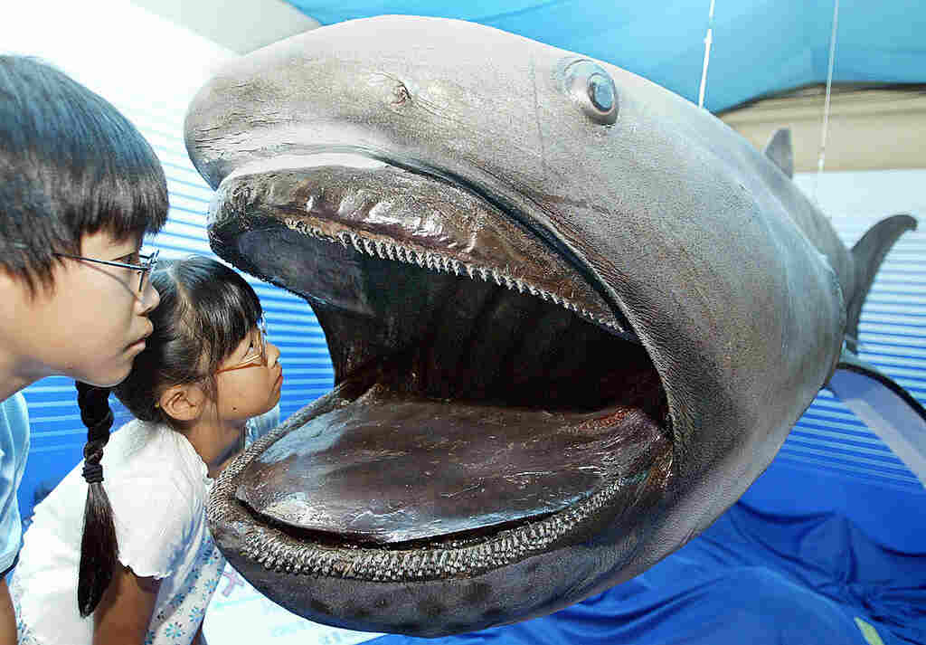 Pregnant Megamouth Shark Seen for the First Time in the Philippines