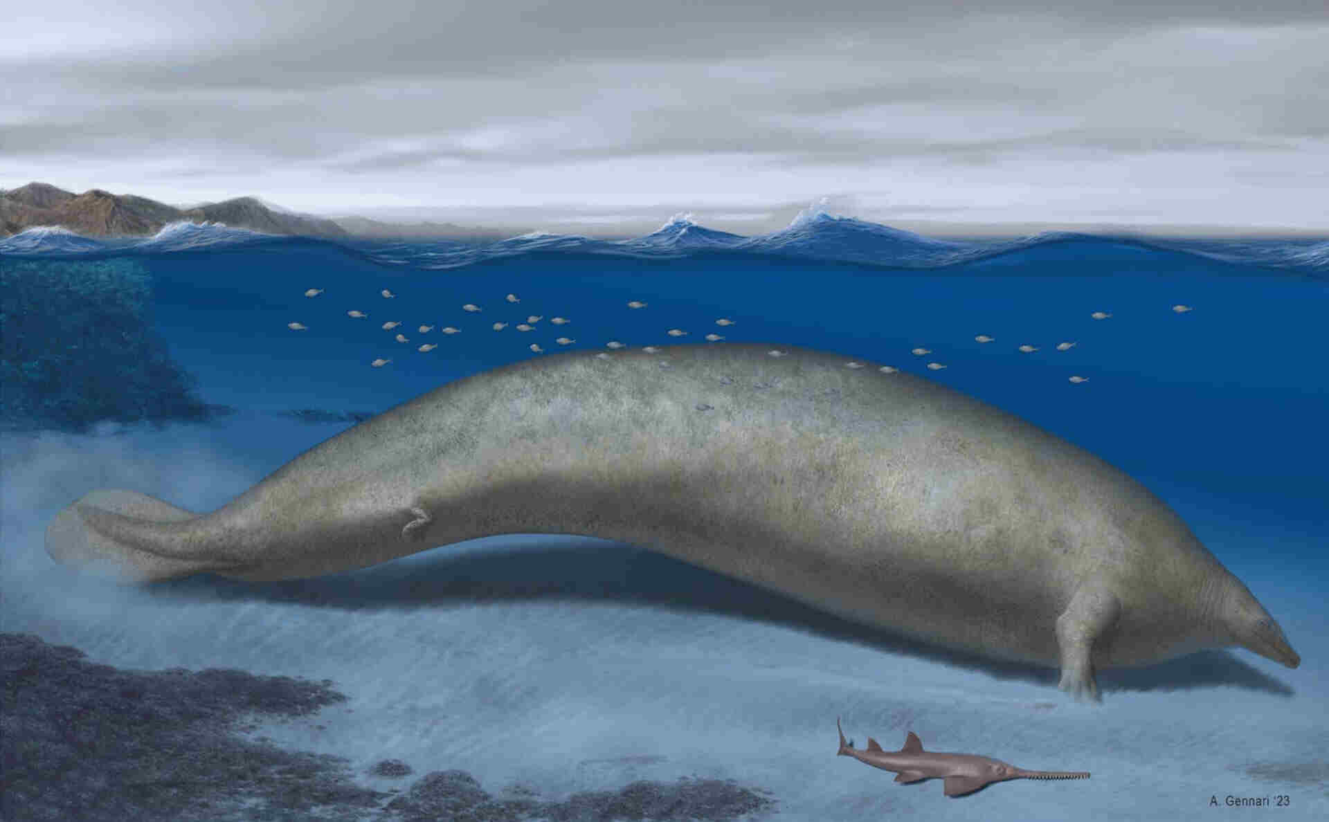 Peruvian fossil challenges blue whales for size