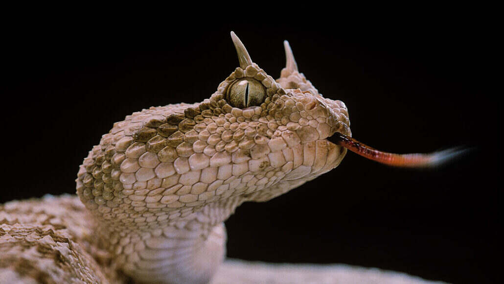 Snakes and horned lizards frequently ambush their victims.