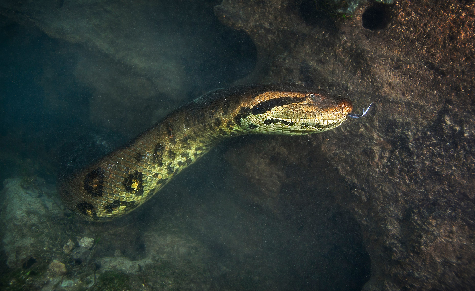 Huge new species of snakes found in the Amazon jungle