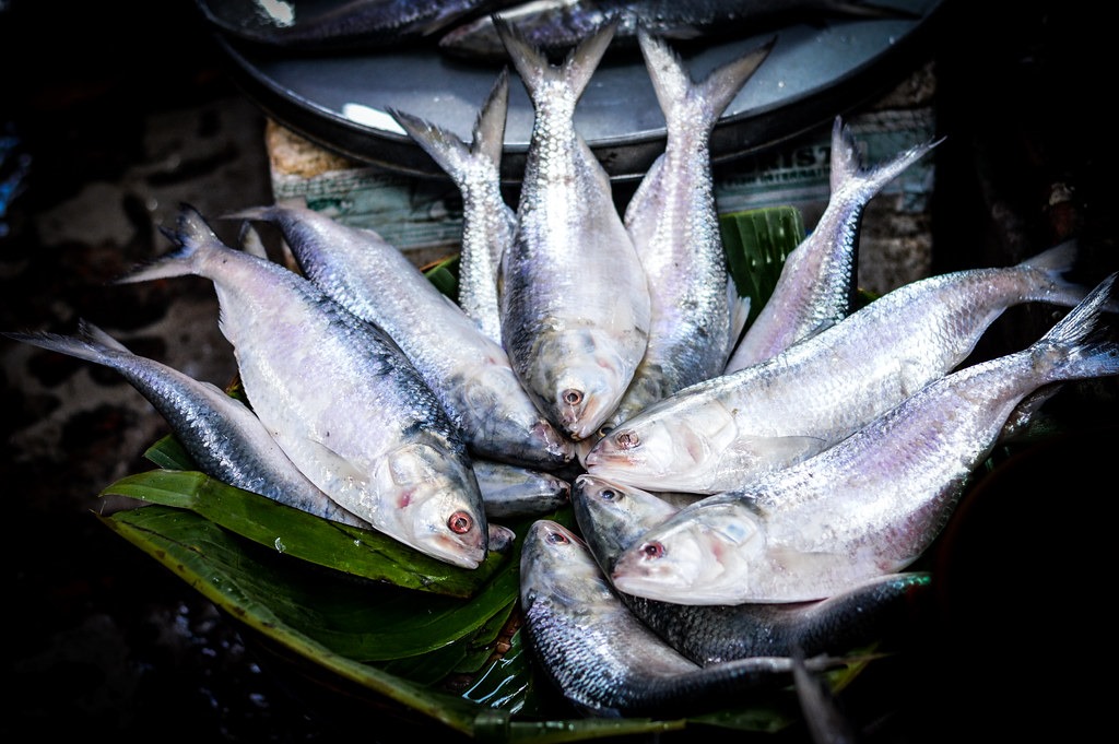 Hilsa fish in Bangladesh : Favorite dish for lunch & dinner.