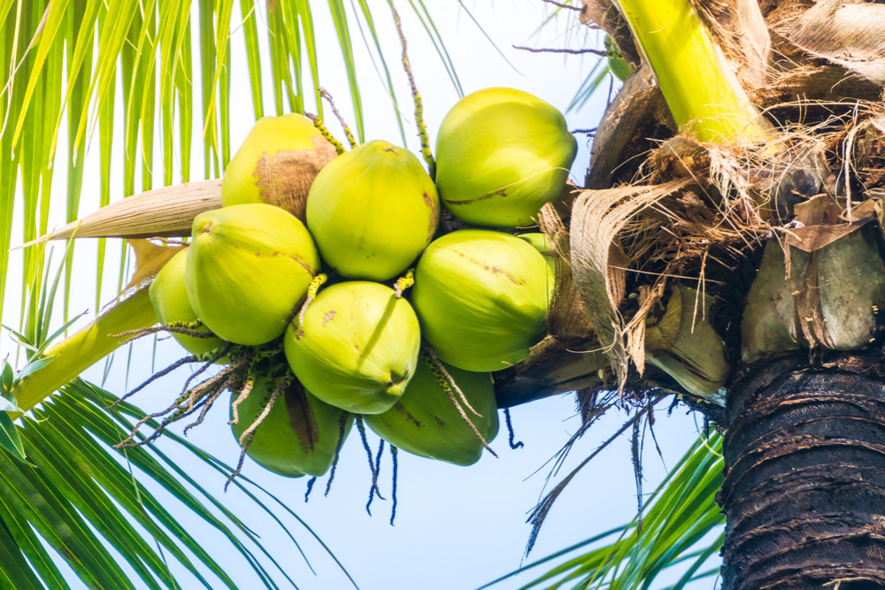 Advantage of Green Coconut as Fresh Fruit