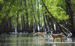 After Three Months of Closure, Sundarbans is Opening from September 1