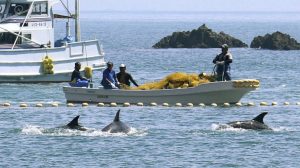 Warning Issued on Japanese Beaches: Many Swimmers are Bitten by Dolphins