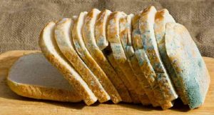 How to Prevent Fungal Attacks on Food During Rainy Seasons