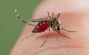 Dengue in Bangladesh: A Persistent Threat