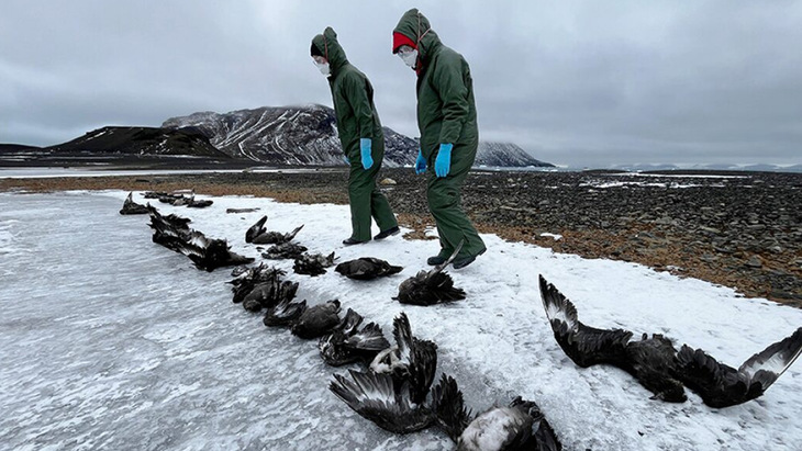 Bird flu epidemic in Antarctica, many birds killed