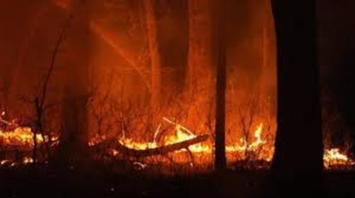 Massive Wildfire Engulfs Israel, State of Emergency Declared