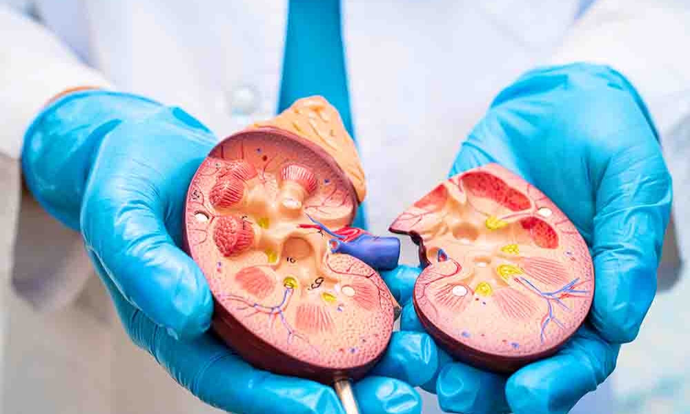 Gallbladder Stones: Why They Form and Who Is Most at Risk?